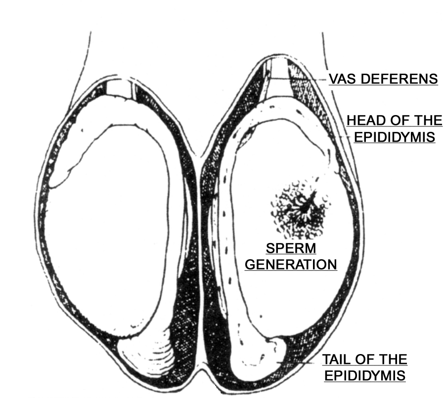 normal testicle